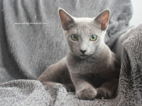 2017.08.19-russian blue cat comprar gato azul ruso barcelona 02