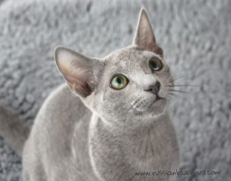 2017.07.23-Comprar Gato azul ruso barcelona russianblue cat barcelona 01