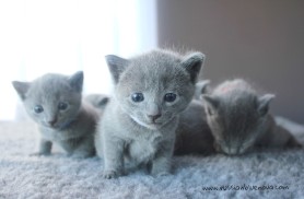 2017.07.27-russianblue kittens azulruso gatito 01