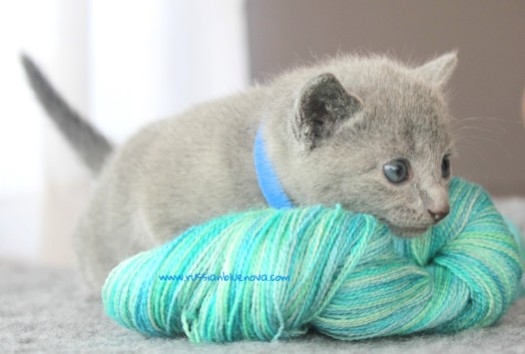 2017.07.30-AZ russian blue cat kitten gato azul ruso gatito 01