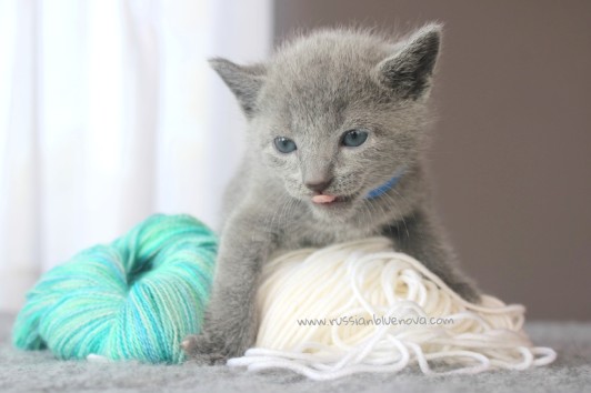 2017.07.30-AZ russian blue cat kitten gato azul ruso gatito 06
