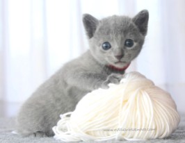 2017.07.30-RJ russianblue kittens azulruso gatito 04