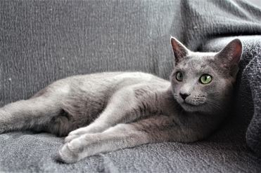 comprar gato azul ruso barcelona russian blue cat kitten gato gris 01