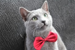 comprar gato azul ruso barcelona russian blue cat kitten gato gris 04