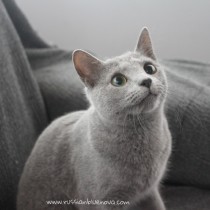 2018.02.04-Russian blue cat barcelona gato azul ruso 01