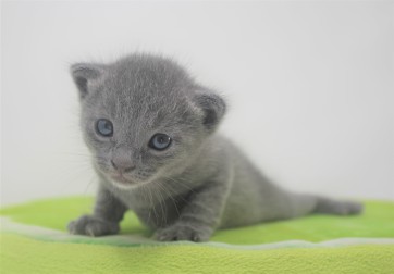 2018.09.23-Gato azul ruso barcelona russian blue kitten - Enzo 15
