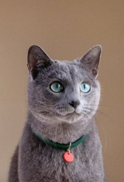 gato anuncio ultima affinity azul ruso barcelona russian blue novacat 02