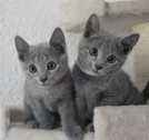 russian blue cat azul ruso barcelona gato gris 05