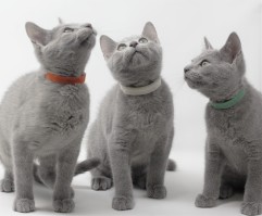 gato azul ruso barcelona russian blue kittens comprar gatito criador 01