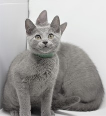 gato azul ruso barcelona russian blue kittens comprar gatito criador 12
