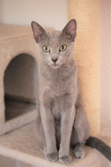 gato azul ruso barcelona russian blue kitten gato gris Gratitude 03