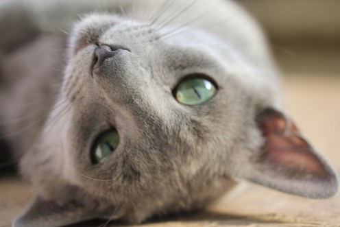 gato azul ruso barcelona russian blue kitten gato gris Grimoire 02
