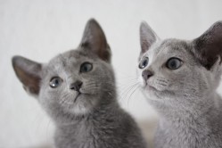gato azul ruso barcelona russian blue cat - Camada H 02