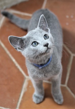 gato azul ruso barcelona russian blue kitten Grisha 03