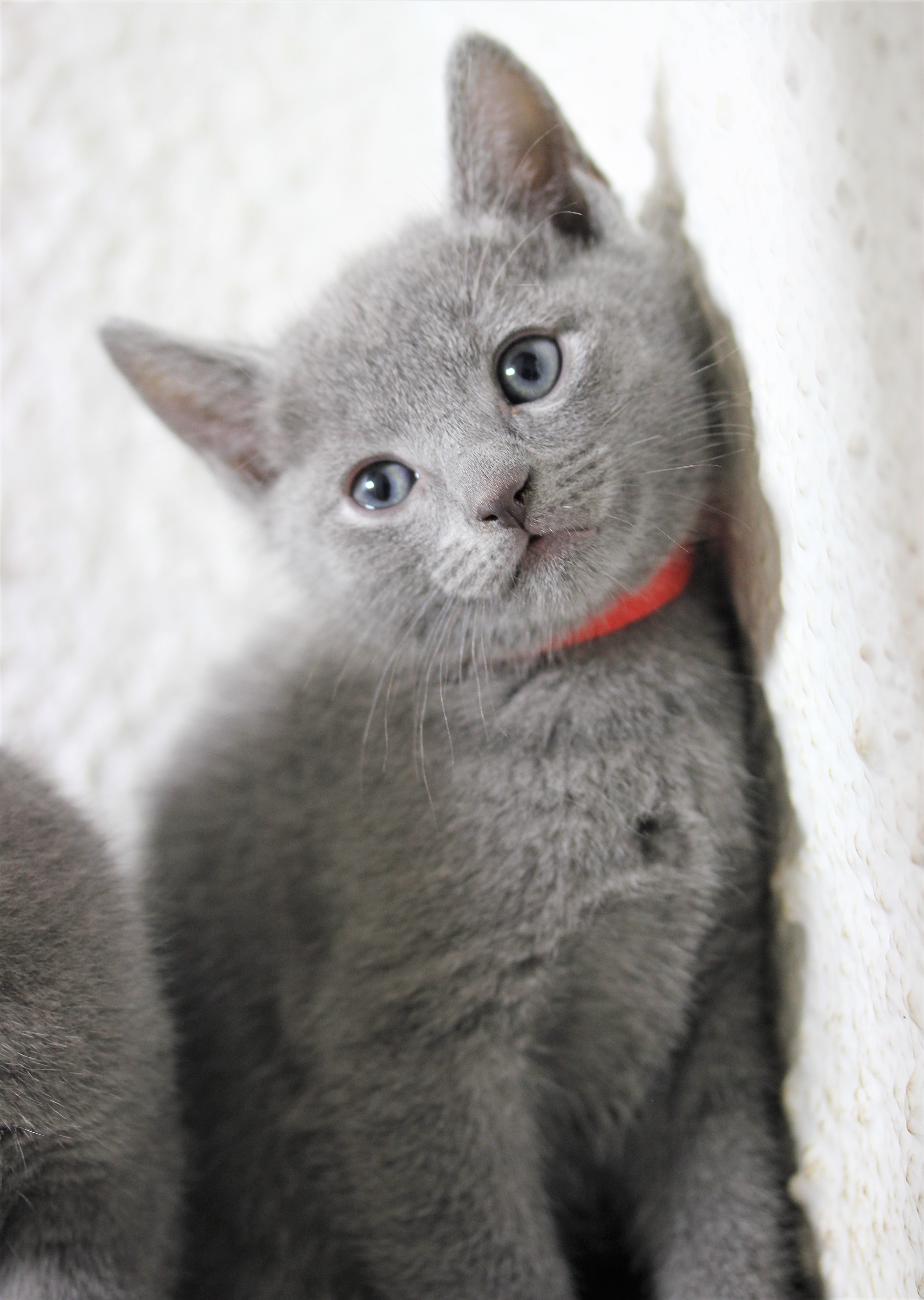 Almeja Palacio de los niños blanco lechoso gato azul ruso barcelona russian blue kitten – Ragnar 08 – CRIADERO GATOS  AZUL RUSO · RUSSIAN BLUE