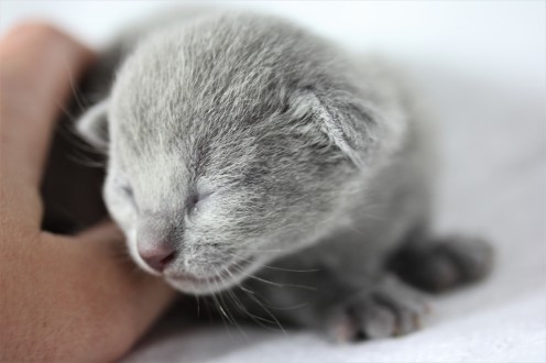 gato azul ruso barcelona russian blue kitten - Chibu 02