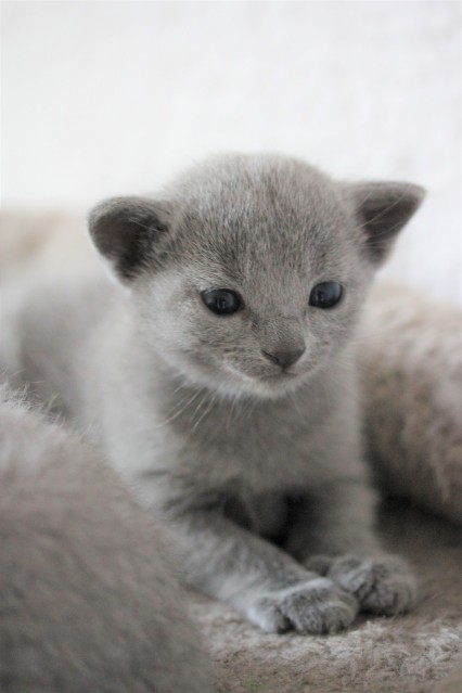 russian blue kitten barcelona azul ruso gato kitten - Chibu 11