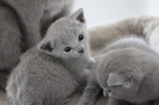 russian blue kitten barcelona azul ruso gato kitten - MAYA 07