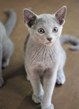 gato azul ruso barcelona russian blue kitten - Chibu