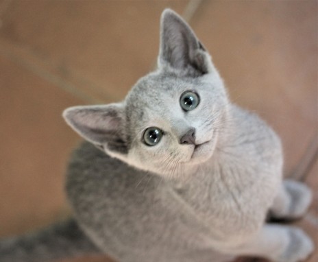 gato azul ruso barcelona russian blue kitten - Maya