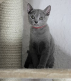 gato azul ruso barcelona russinan blue kitten - Lovita 05