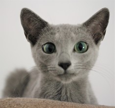 gato azul ruso barcelona russian blue kitten - Isabella